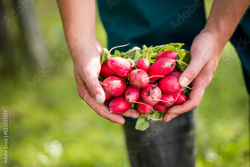 Man farmer holding a radish. Local farming, Harvesting concept. Gardening.