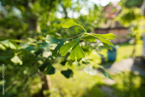 Ginkgo biloba green leaves on a tree in Slovakia. Leaves with sunlight. Garden tree.