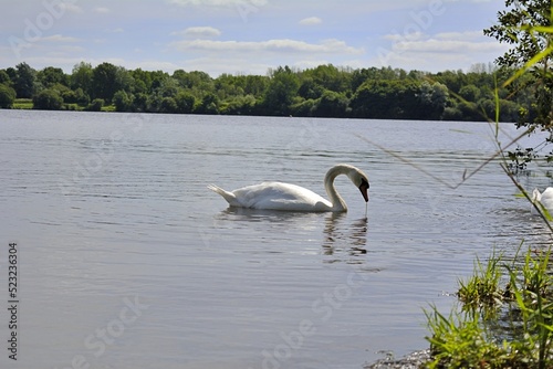 swan on the lake © MIKE