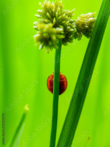 Ladybugs photo