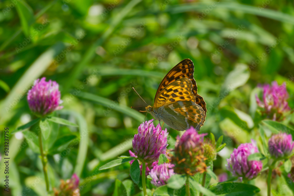 Silver-washed Fritillary butterfly (Argynnis paphia) sitting on pink flower in Zurich, Switzerland Silver-washed Fritillary butterfly (Argynnis paphia) sitting on pink flower in Zurich, Switzerland