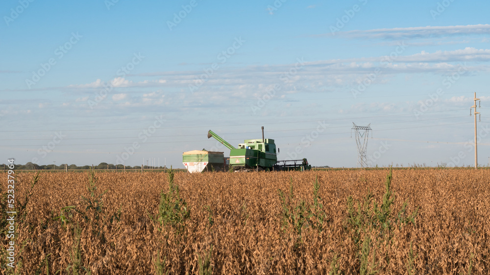 Fototapeta premium Maquina agricola cosechando la soja en una tarde de otoño, campo argentino, cosechadora