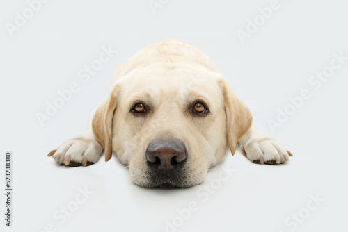 Portrait sick, tired labrador retriever dog lying down. Isolated on white background © Sandra
