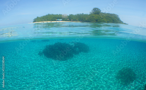 underwater scene , caribbean sea , coral reef