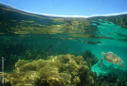 underwater scene , caribbean sea , coral reef