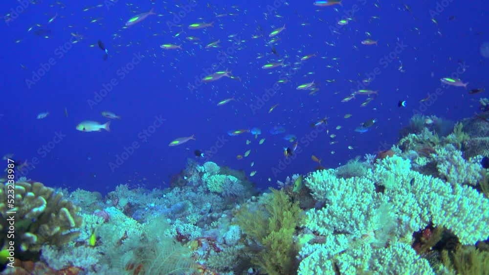 Underwater shot of healthy reef covered in various coral and tropical fishes Underwater shot of healthy reef covered in various coral and tropical fishes