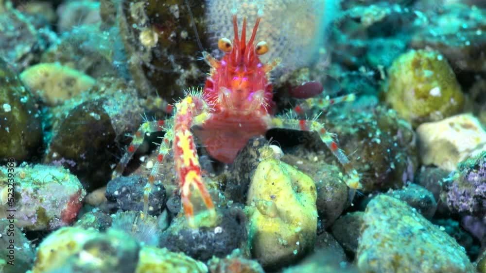 Underwater shot of red marbled shrimp with one claw Underwater shot of red marbled shrimp with one claw