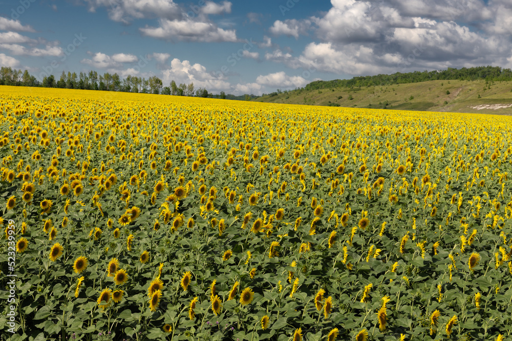 Bright sunflower field against cloudy sky Bright sunflower field against cloudy sky