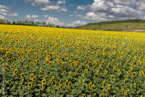 Bright sunflower field against cloudy sky