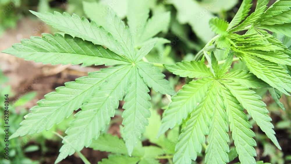 Growing cannabis on a farm. Cannabis close-up. The wind shakes the leaves. Industrial production. Growing cannabis on a farm. Cannabis close-up. The wind shakes the leaves. Industrial production.
