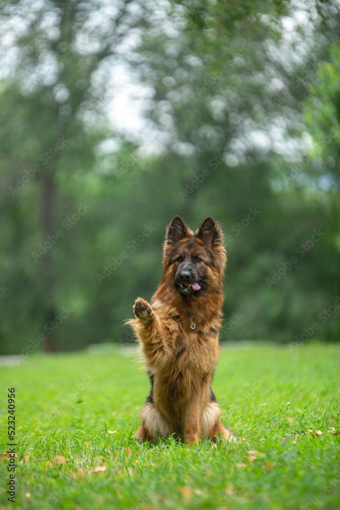 long haired german shepherd on the beach in summer
long haired german shepherd on the beach in summer