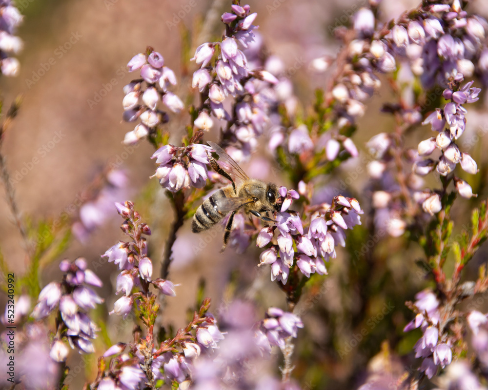 Fototapeta premium close up of a bee on a flower