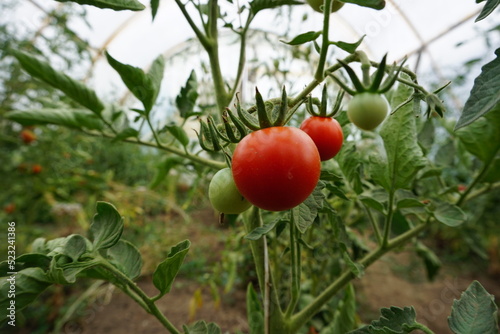 Dojrzałe pomidory w szklarni