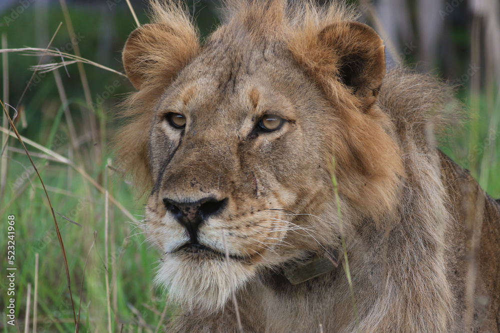 lion picture; Lion with a GPS collar; big male lion in the wild; lion side view; male lion looking; maneless lion; lion with mane; wild lion; Male lion from Murchison National Park, Uganda; Science lion picture; Lion with a GPS collar; big male lion in the wild; lion side view; male lion looking; maneless lion; lion with mane; wild lion; Male lion from Murchison National Park, Uganda; Science