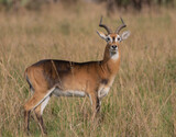 melanistic antelope; Kob with horns; male kob; adult kob; Antelope in African savannah; Kob on grassland; Kobus kob; herd of deer; herd of antelope; melanistic kob from Uganda	
