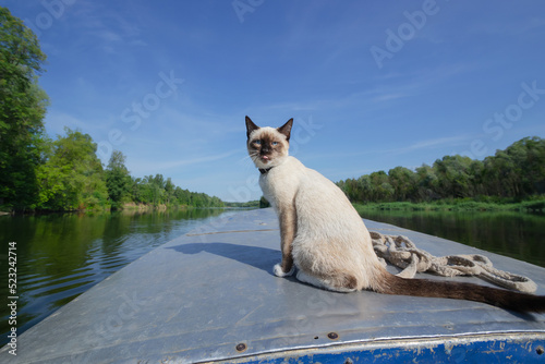 Funny cat is sitting on the bow of a boat floating on the river. Selective focus