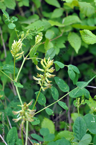 Astragalus (Astragalus glycyphyllos) grows in nature
