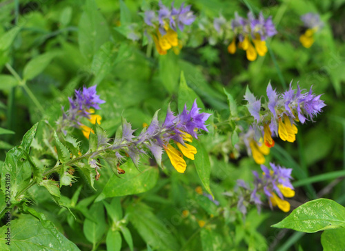  Melampyrum polonicum blooms in the forest photo