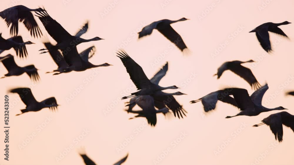 Group of sandhill cranes fly together in silhouette against sunset dusk sky