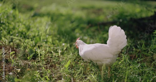 A white hen pecking at scattered forage in a field on the green grass on a farm in the summer sunset