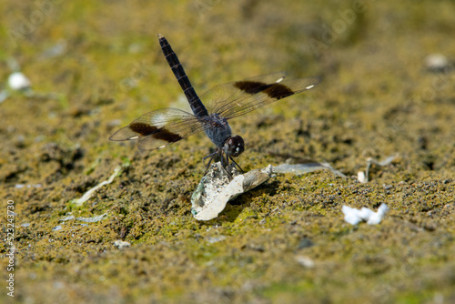 Southern Banded Groundling Brachythemis leucosticta perching on the bround