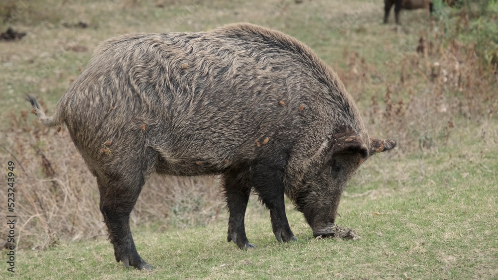 Wild boar (Sus scrofa) walking in the meadow Wild boar (Sus scrofa) walking in the meadow