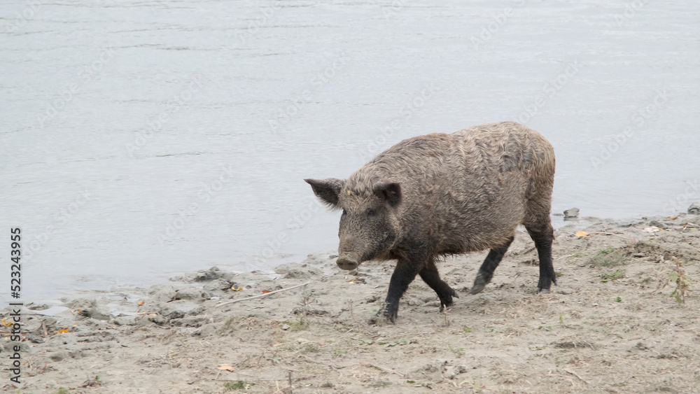 Wild boar (Sus scrofa) walking next to the delta Danube river Wild boar (Sus scrofa) walking next to the delta Danube river