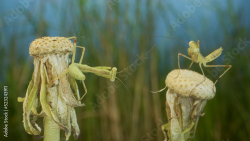 Two newborn green Praying Mantis sit on tops of a dandelions. Close-up of babies mantis insect (Nymph form) on green grass and blue sky background photo