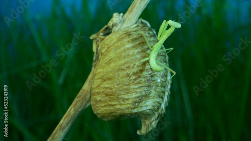 Newborn green Praying Mantis sit on the Ootheca (Oviparity) and washes. Close-up of babies mantis insect (Nymph form) on green grass and blue sky background