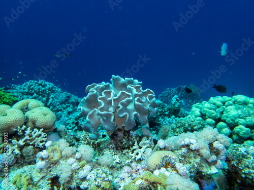 The most beautiful views and vibrant inhabitants of the Red Sea, Hurghada, Egypt