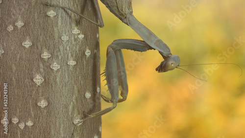 Praying mantis sits on branch on  autumn yellow leaves background. Transcaucasian tree mantis (Hierodula transcaucasica). Close-up of mantis insect photo