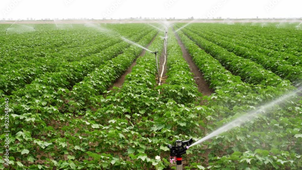 Irrigation system operating on cotton crop in the marshes of Lebrija,  Andalusia, Spain