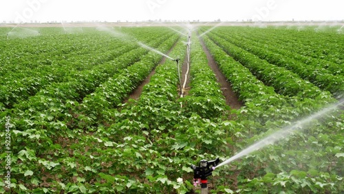 Irrigation system operating on cotton crop in the marshes of Lebrija,  Andalusia, Spain photo