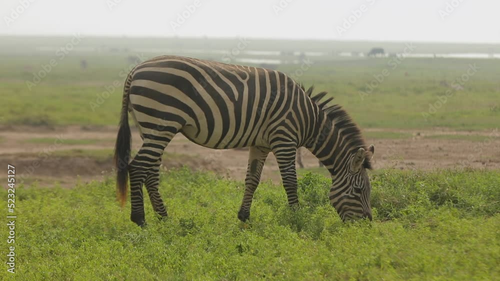African zebras plucking, eating green grass in the prairie black and white horse.. African zebras plucking, eating green grass in the prairie black and white horse..