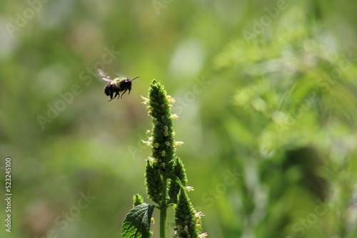 bee on a flower