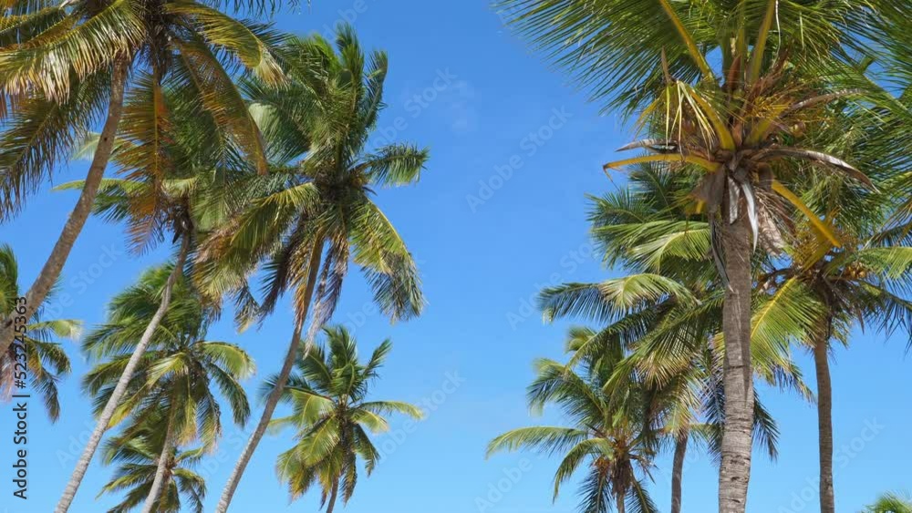 Coconut palm trees on tropical sandy shore. Macao beach. Dominican Republic Coconut palm trees on tropical sandy shore. Macao beach. Dominican Republic