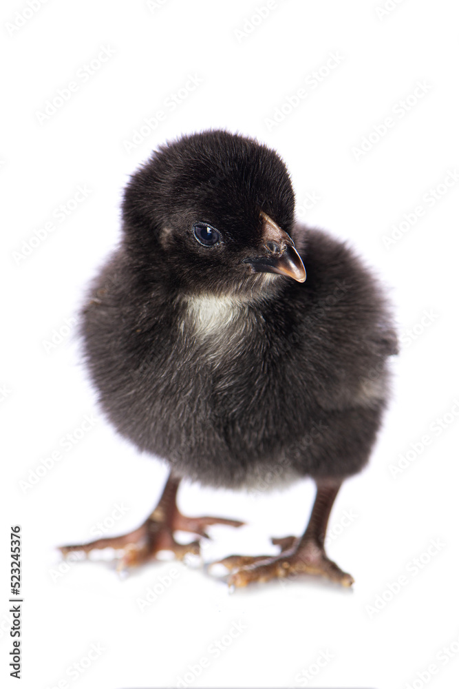 Obraz premium Cute chicken isolated on white background