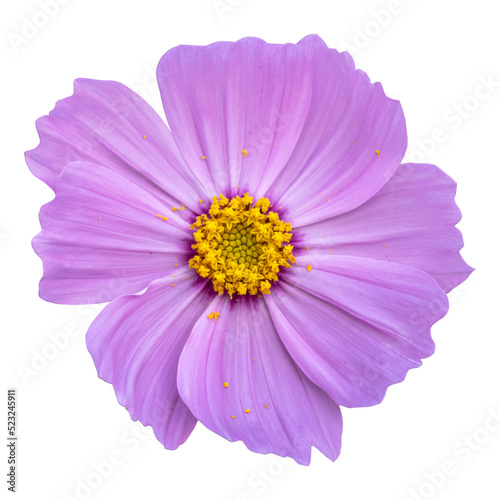 Pink cosmos flower isolated on white background.