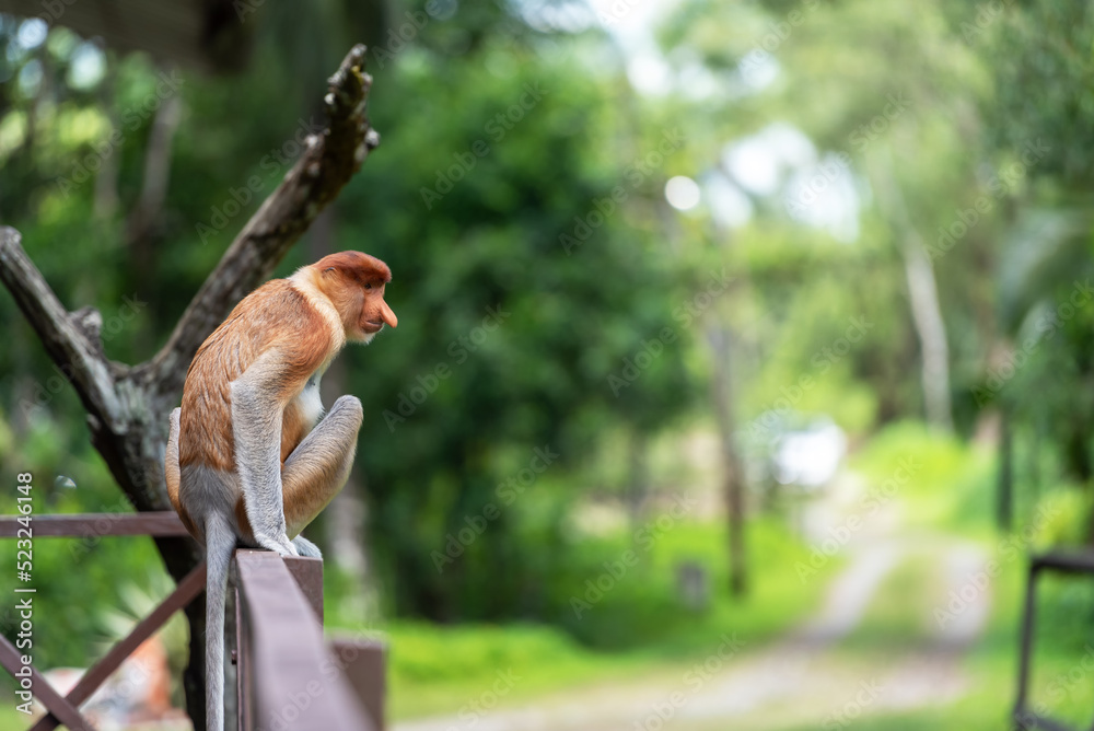 Fototapeta premium Proboscis monkey (Nasalis larvatus) or long-nosed monkey