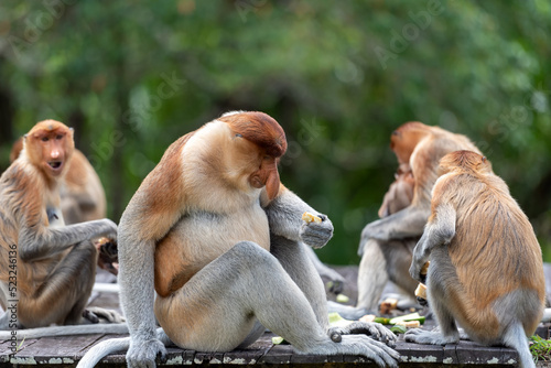 Band of proboscis monkey (Nasalis larvatus) or long-nosed monkey photo