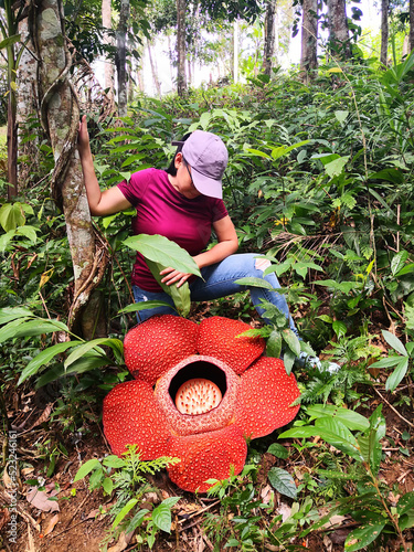 Woman looking at Rafflesia keithii flower in the jungle of Borneo photo
