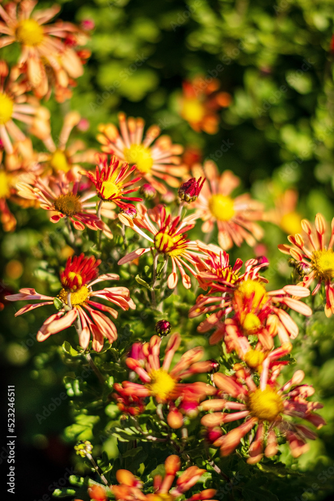 chrysanthemum flowers in the garden chrysanthemum flowers in the garden