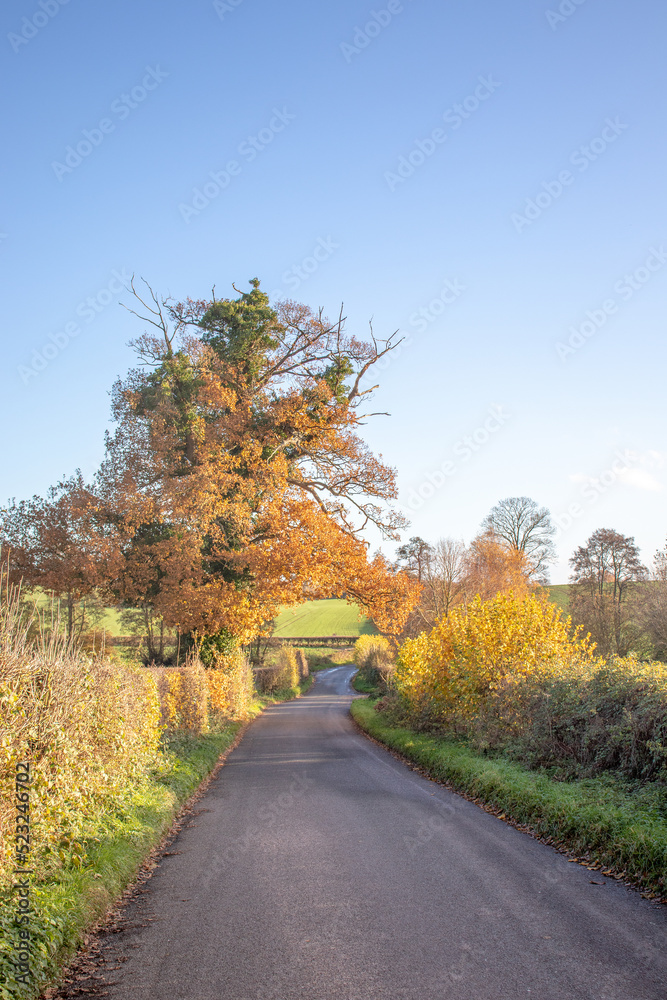 Country road in the autumn.