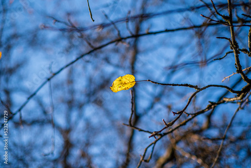 single autumn leaf on tree