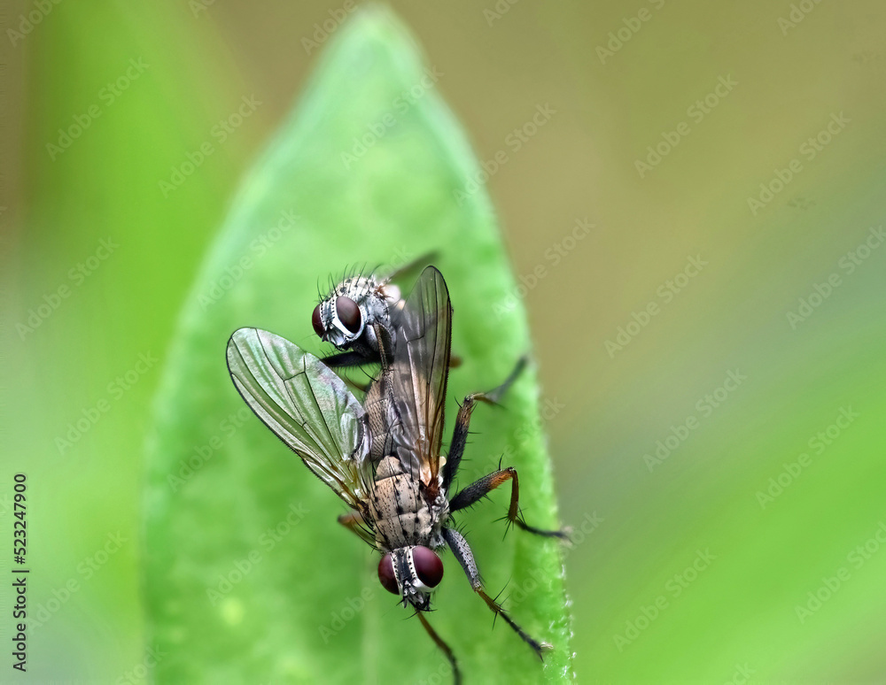 Houseflies (Musca domestica) mating on a leaf in a Michigan garden in August Houseflies (Musca domestica) mating on a leaf in a Michigan garden in August