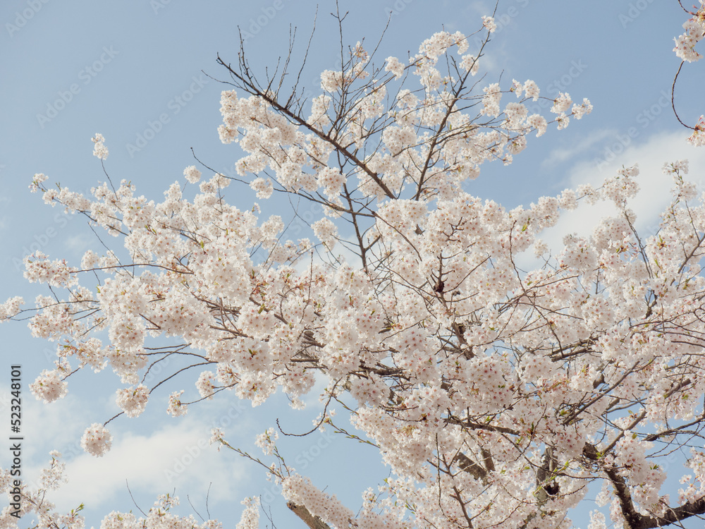 branches of blossoming cherry against background branches of blossoming cherry against background