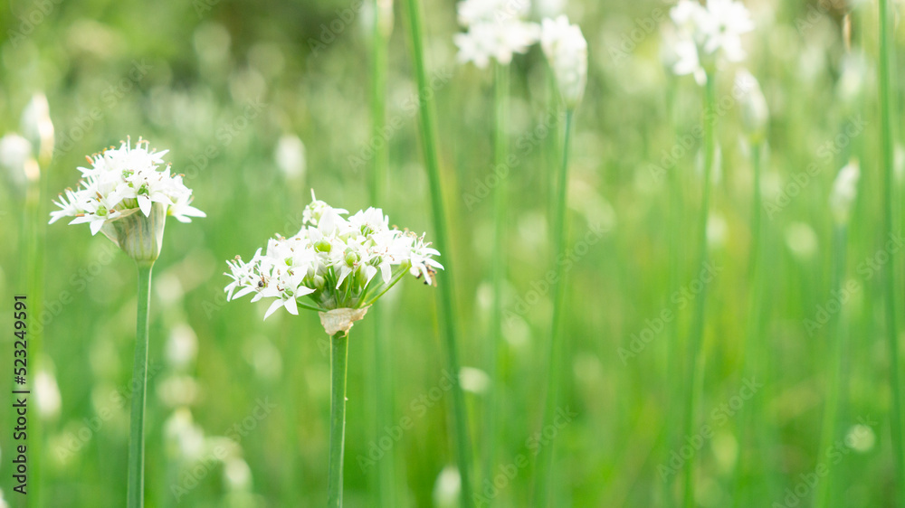 White flowers in the meadow red floral background White flowers in the meadow red floral background
