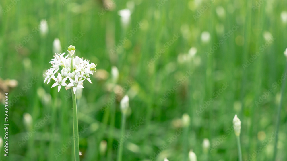 White flowers in the meadow red floral background White flowers in the meadow red floral background