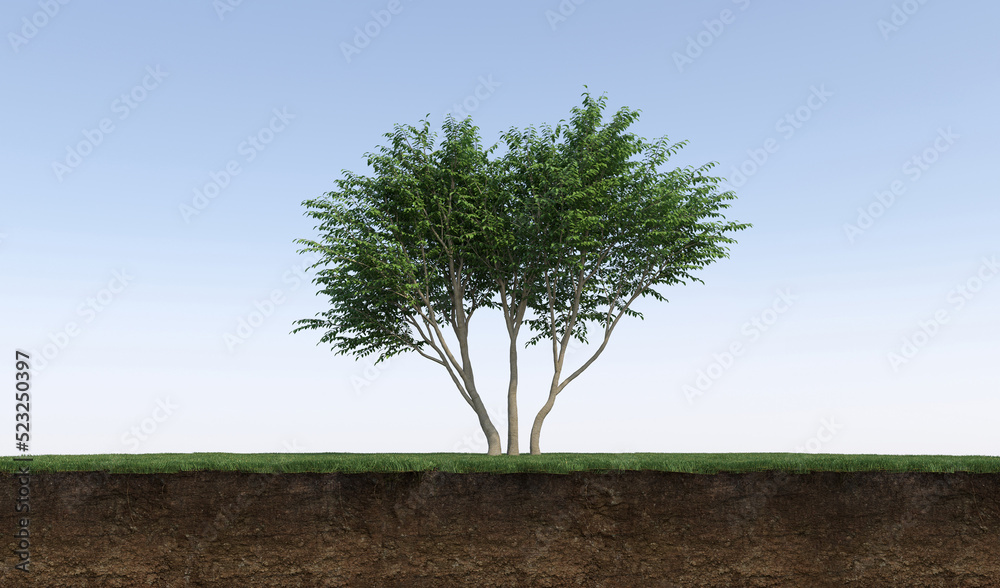 Deciduous tree and soil cut under it. Isolated garden element, 3D illustration, cg render Deciduous tree and soil cut under it. Isolated garden element, 3D illustration, cg render