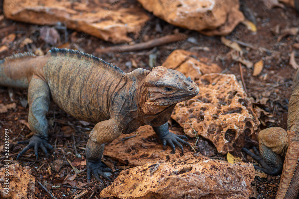 Brown iguanas in the wild, nature park. Lizard colony, close-up